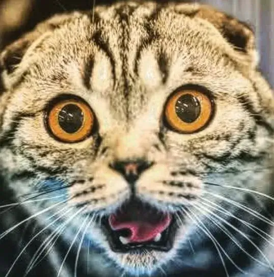 Khoảnh khắc mèo sững sờ nhìn đời đầy hài hước