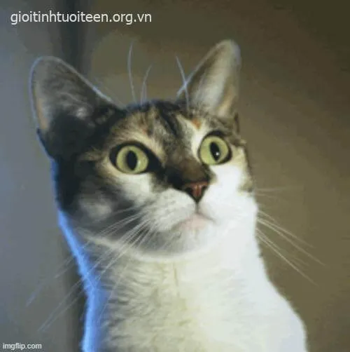 Ảnh vui mèo phản ứng mạnh với tình huống ngạc nhiên