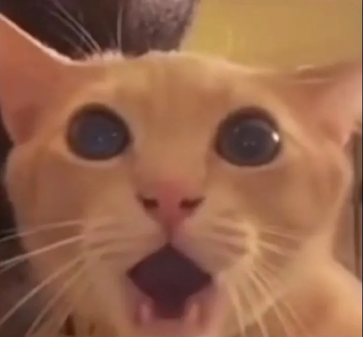 Hình troll mèo há hốc biểu tượng của sốc visual