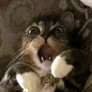 Khi meme mèo há mồm trở thành biểu tượng sốc của dân mạng