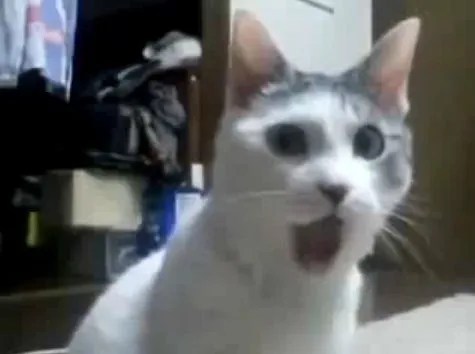 Meme mèo há mồm: nhìn thôi đã thấy sốc visual cực mạnh