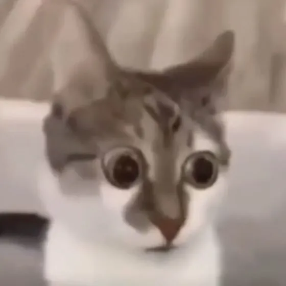 Khi meme mèo há mồm nói hộ cảm xúc không tin nổi