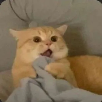 Bộ meme mèo há mồm khiến dân mạng cười lăn cười bò