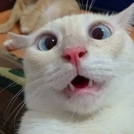 Meme vui phản ứng cực mạnh của mèo lan mạng