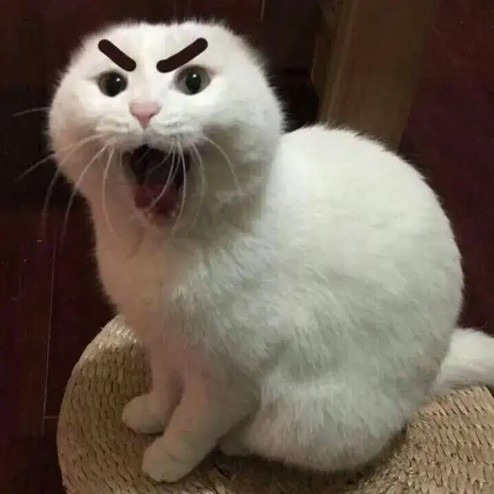 Meme hài mắt tròn miệng há nhìn cực ngáo