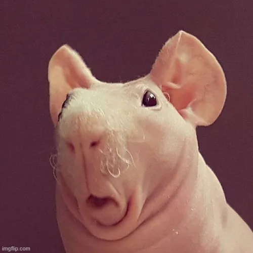 Meme giật mình gương mặt căng thẳng cực buồn