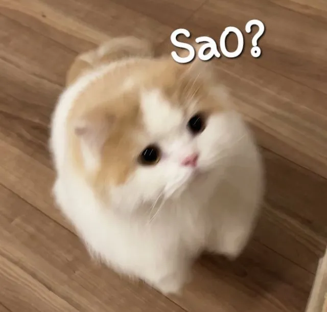 Biểu cảm mèo con ngạc nhiên bối rối cực nhây cực buồn