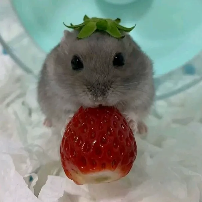 Meme ngộ nghĩnh chú chuột đang ăn quả dâu