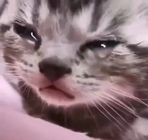 Hình chế biểu tượng tan nát kèm caption “tôi ổn mà”