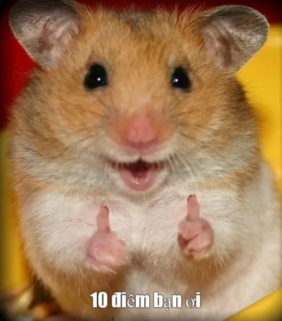 Meme 10 điểm với caption ngắn mà chất phát ngất