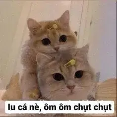 Hình chế vui mèo nhỏ, ánh mắt đầy đồng cảm