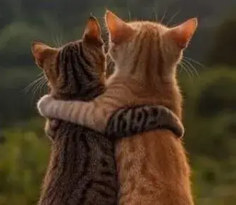 Hình chế mèo dịu hiền, ôm như sợ người buồn