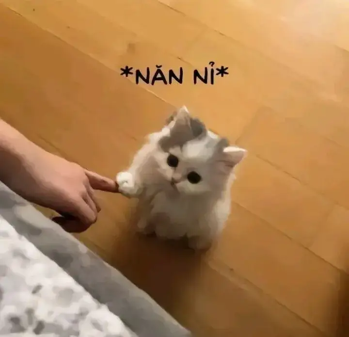 Meme mèo con năn nỉ đòi ôm