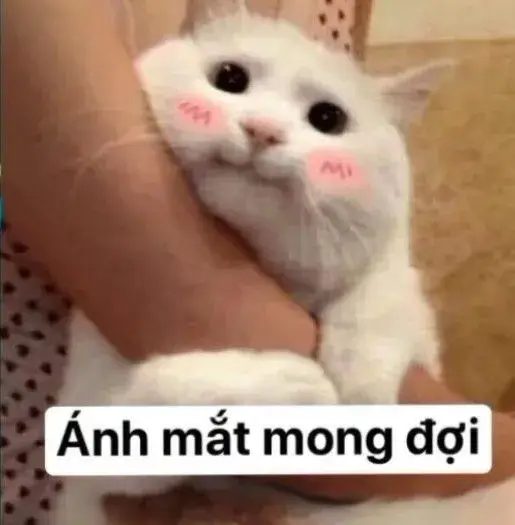 Hình chế chú mèo ôm tay mong đợi