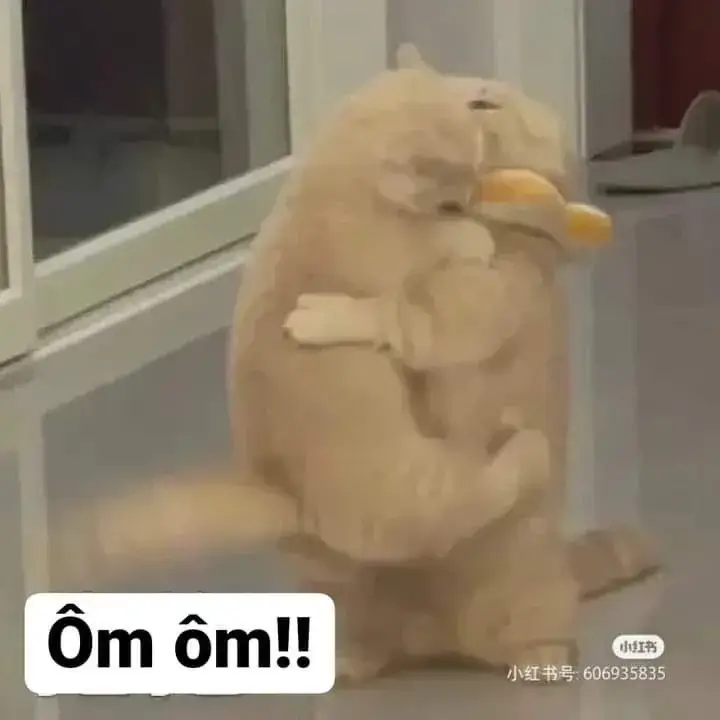 58 ảnh Meme Mèo Ôm biểu tượng của yêu thương và đồng cảm an ủi dễ thương