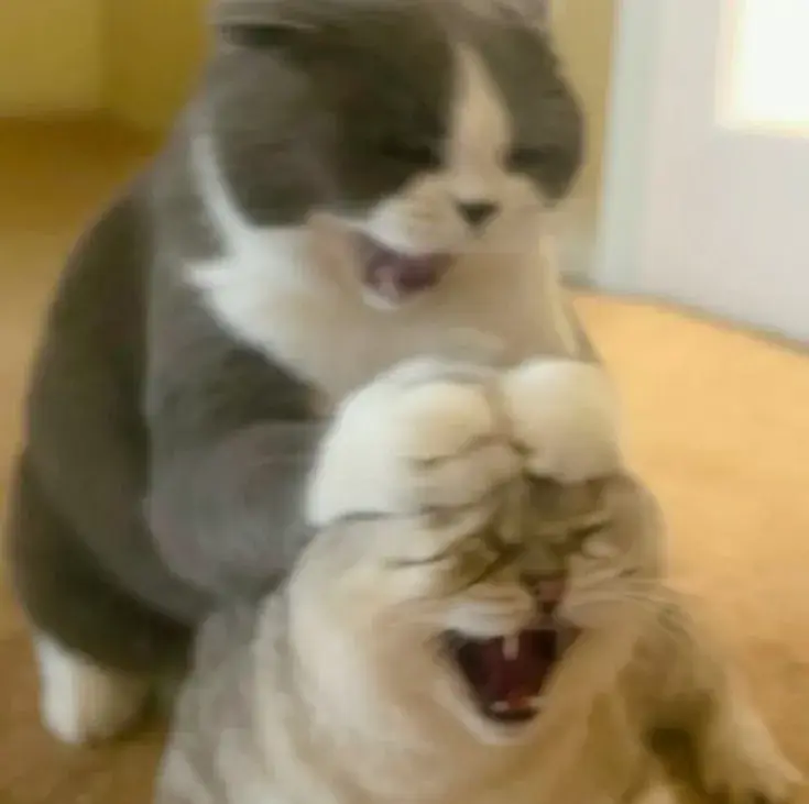 Ảnh hài mèo thân thiện ôm chủ dưới ánh sáng vàng