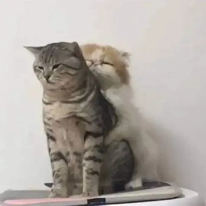 Meme chế mèo êm ái, ôm nhẹ mà cảm động