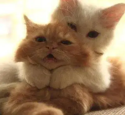 Meme hài mèo cưng ôm chặt bạn giữa trời mưa