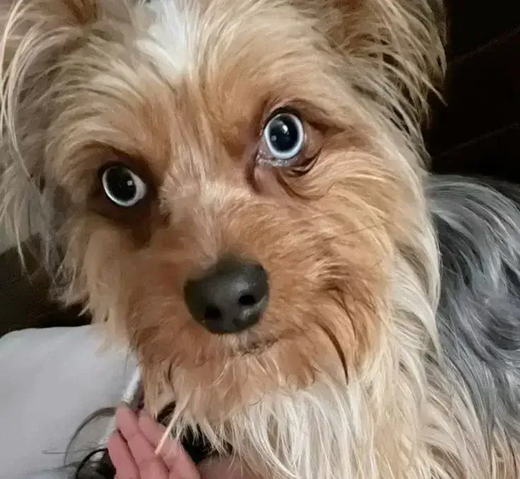 Ảnh chế biểu cảm lạnh lùng khiến người xem vừa buồn cười vừa ngượng