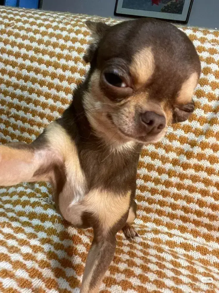 Khi ánh mắt chú chó phán xét trở thành biểu tượng phản ứng hài hước