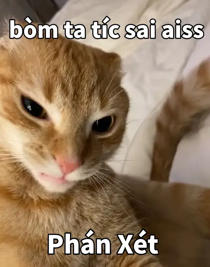 Bộ meme mèo ánh mắt phán xét khiến dân mạng “đọc vị” cảm xúc chỉ trong một giây