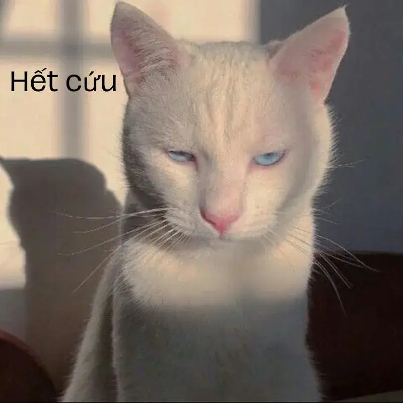 Hình chế hết cứu thể hiện buông xuôi nhưng hài