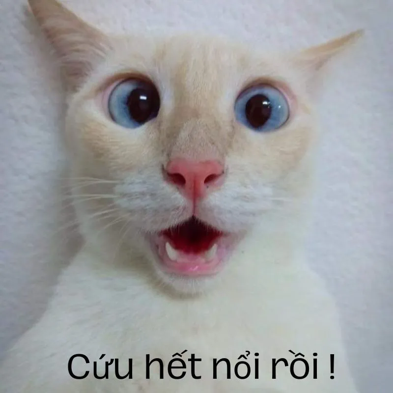 Meme chế hết cứu nêu bật biểu cảm buông xuôi