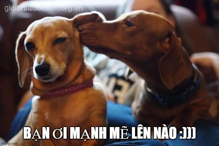 Hình chế bạn rén quá trời diễn tả pha troll nội bộ cực tấu hài