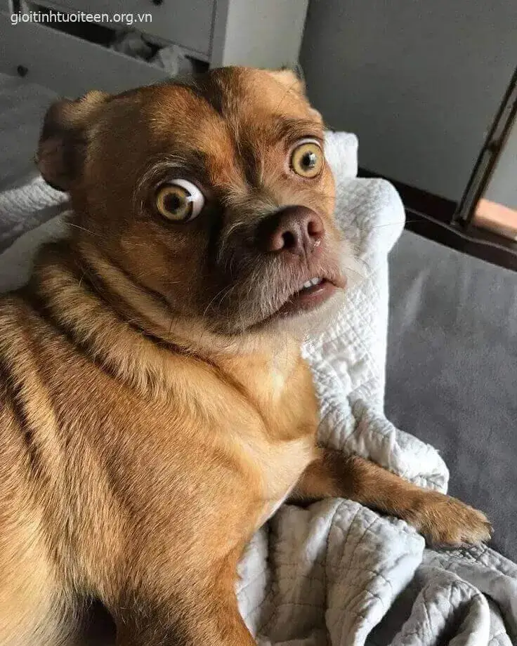 Meme chó bị sốc – biểu cảm ngỡ ngàng khó tin khiến ai xem cũng bật cười
