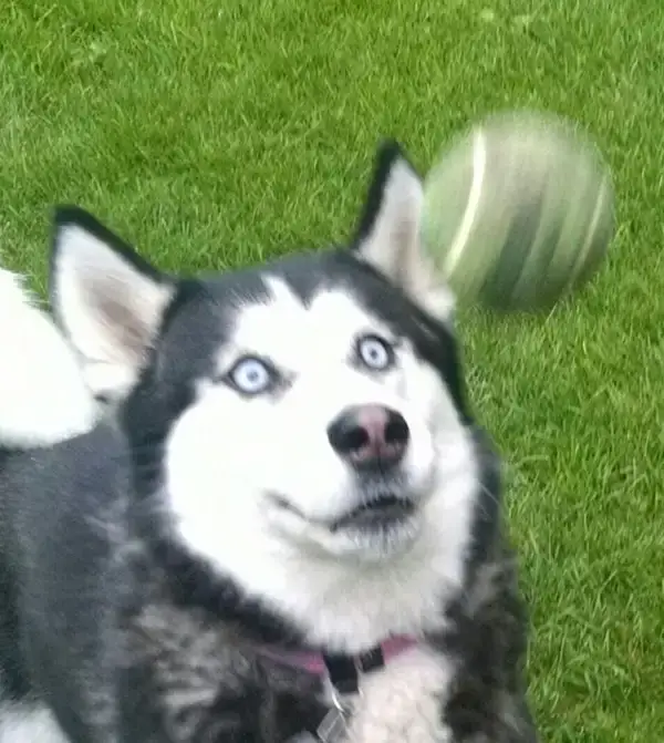 Hình ảnh Husky sững sờ ánh mắt vô hồn