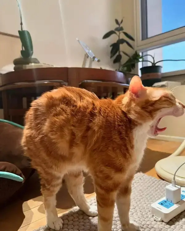 Meme hài mèo gục đầu bên cửa sổ đầy ánh nắng