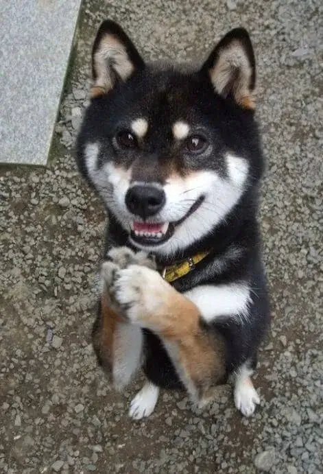 Hình meme chó vui thể hiện lòng tri ân chân thành