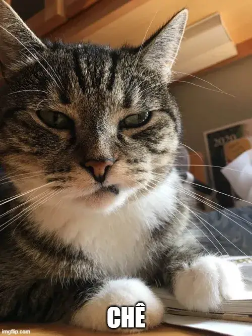 Meme mèo chế biểu cảm lạnh nhạt khiến ai cũng thấy cay nhẹ