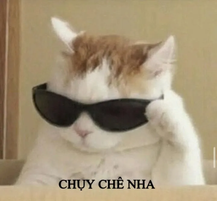 Ảnh mèo troll liếc xéo chuẩn biểu cảm chán của hội không kiên nhẫn