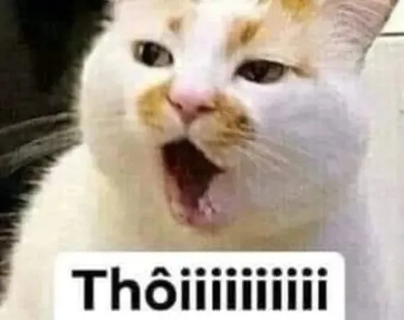 Meme chê chuẩn “phản dame có văn hóa”