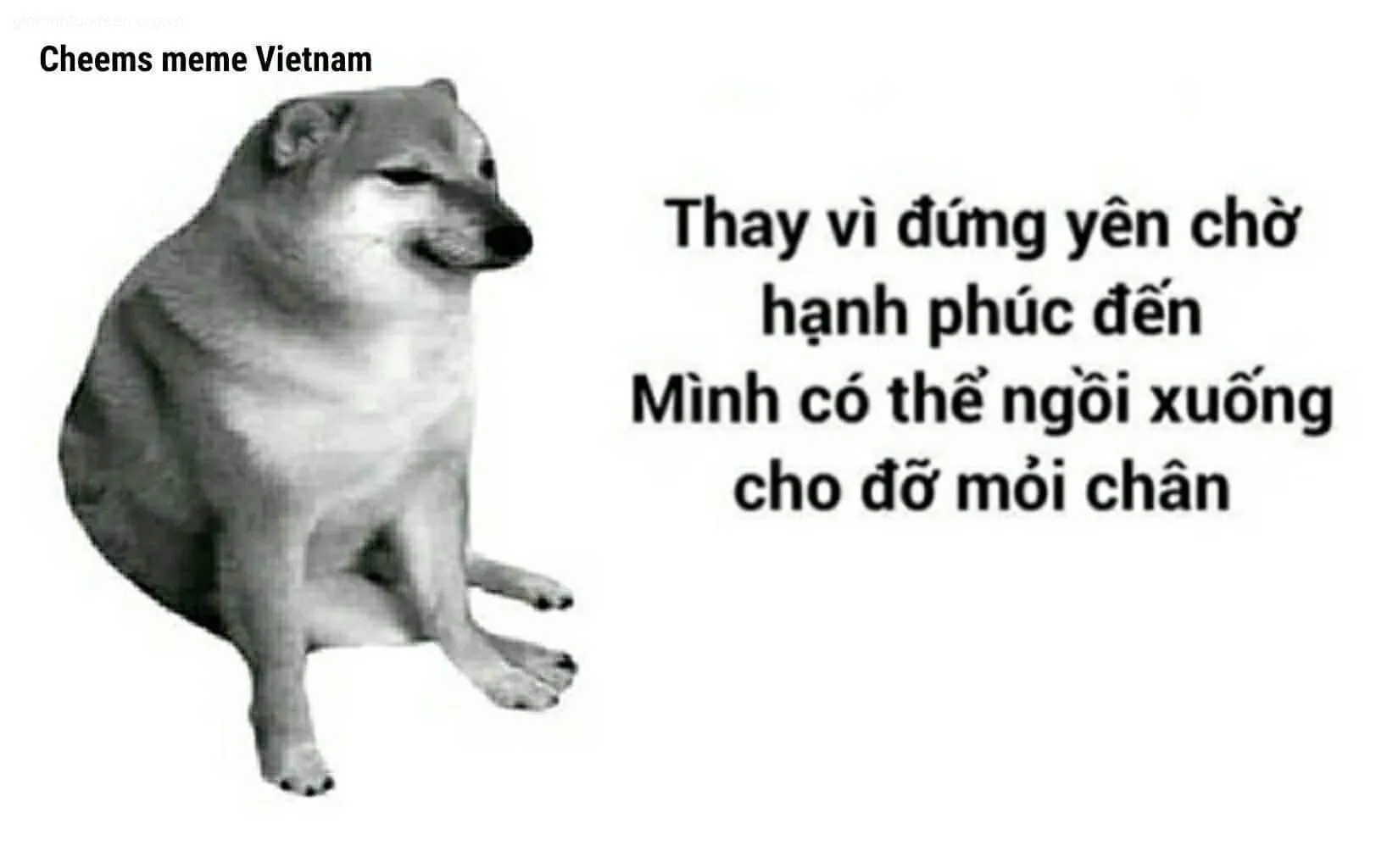 Chó Cheems phẫn nộ, biểu cảm căng thẳng, dữ dằn rõ nét