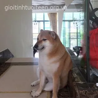 Biểu cảm Cheems tinh nghịch, ánh mắt ranh mãnh dễ thương