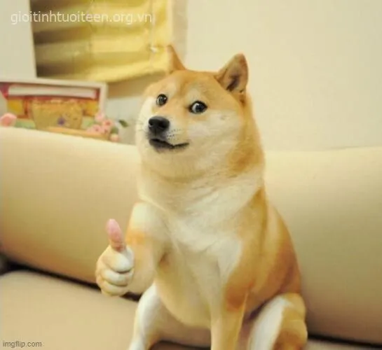 Chó Cheems run rẩy, ánh mắt lo âu cực ngộ nghĩnh