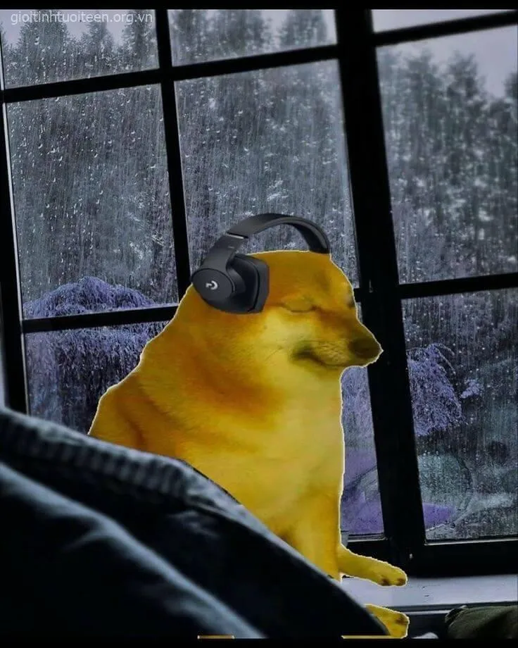 Cheems mặt đỏ ửng vì ngại ngùng, nhìn thật đáng yêu