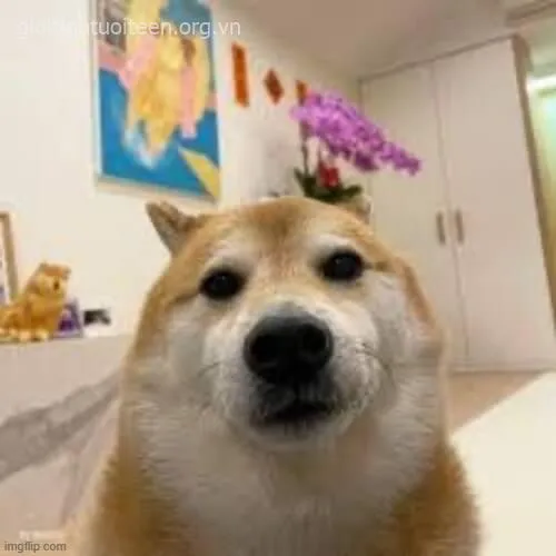 Cheems đăm chiêu, gương mặt trầm tư như đang suy nghĩ