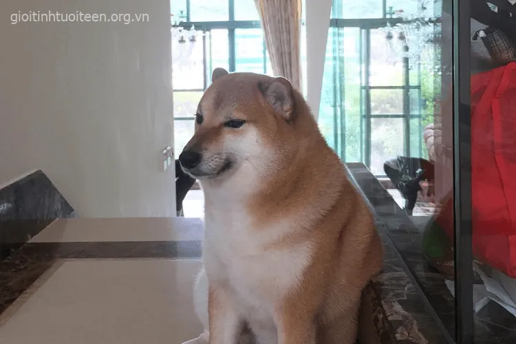 Gương mặt Cheems buồn bã, ánh mắt như sắp khóc