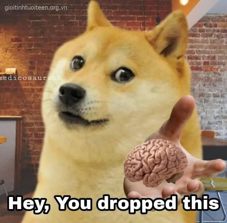 Gương mặt Cheems ngạc nhiên, ánh mắt tròn xoe đầy sốc