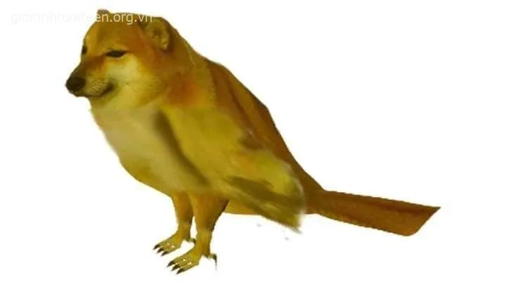 Ảnh meme Shiba mặt bánh bao nhìn chill phết