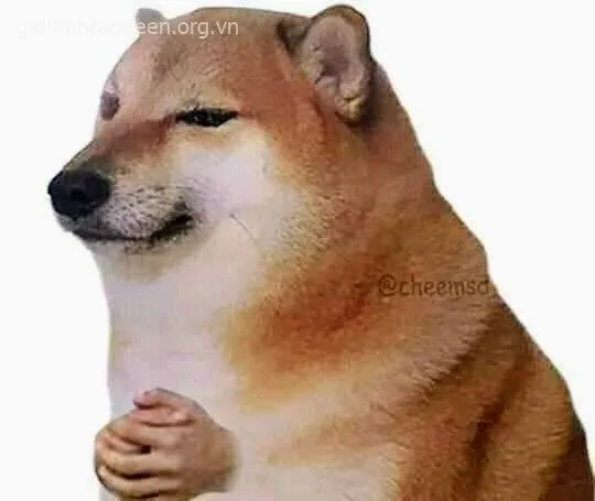 Ảnh troll Shiba nhìn méo miệng như đang than thở