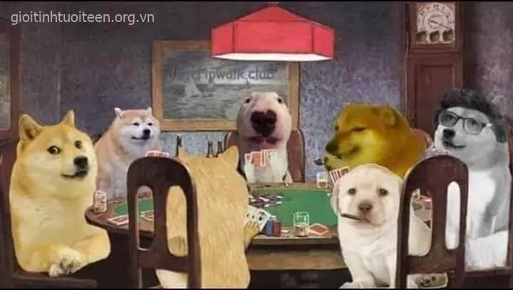 Hình chế chó đơ ngồi trầm ngâm nhìn cực buồn cười