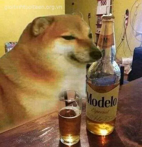 Ảnh chế Shiba đơ trong thế giới meme cổ điển