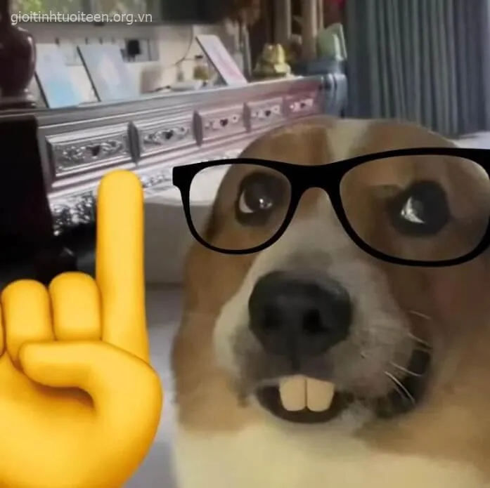 Biểu cảm Cheems troll đầy ranh mãnh trong bức ảnh thú vị