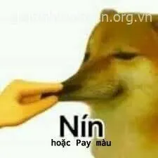 Chó Cheems bịt mõ kêu nín
