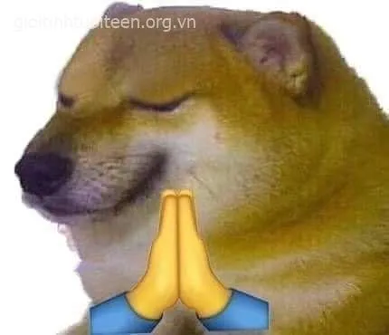 Hình chế meme chó nhìn ngáo mà đáng yêu lạ