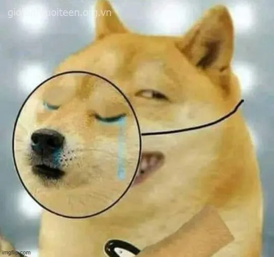 Cheems troll khuôn mặt gian xảo, ánh mắt thật sự buồn cười